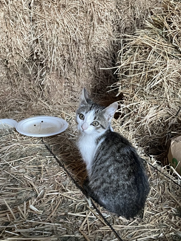Gatos pequeños en adopción URGENTE - foto 2