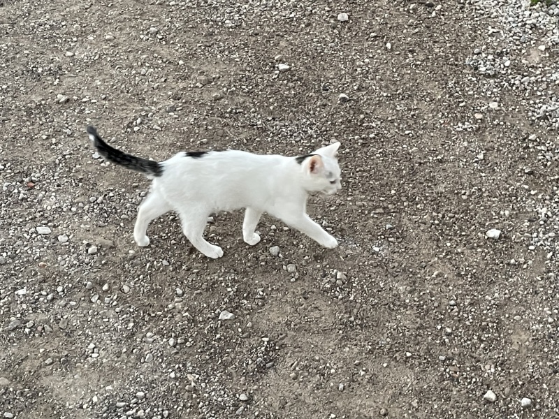 Gatos pequeños en adopción URGENTE - foto 3