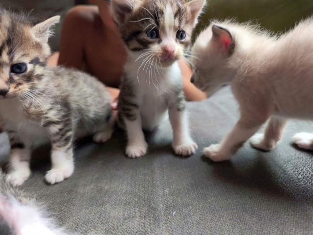 PRECIOSOS GATITOS BUSCAN FAMILY