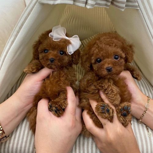 Regalo Cachorros Caniche Toy Whatsapp ( 34)612408575