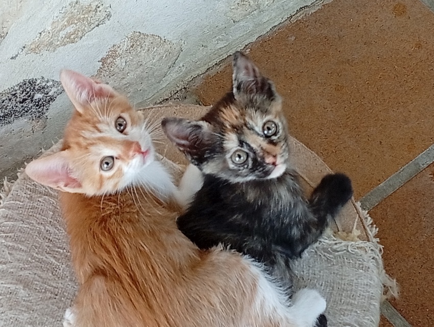 Regalo gatitos en Medina del Campo - foto 4