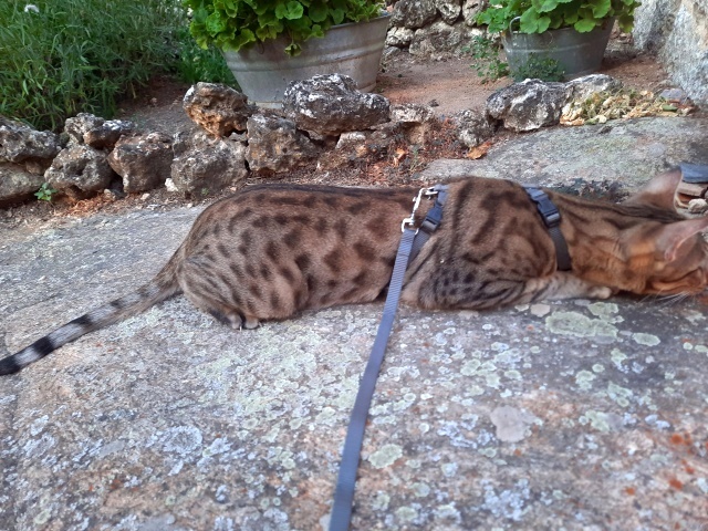 gatito savannah espectacular - foto 3