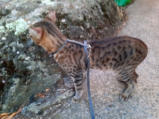 gatito savannah espectacular - foto 2