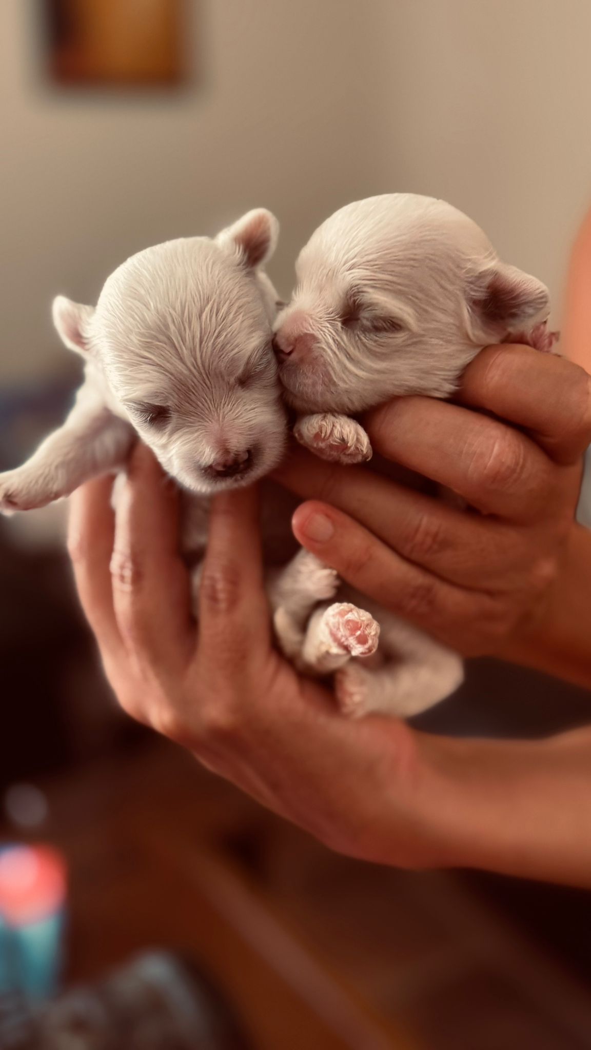 Bichon maltés 