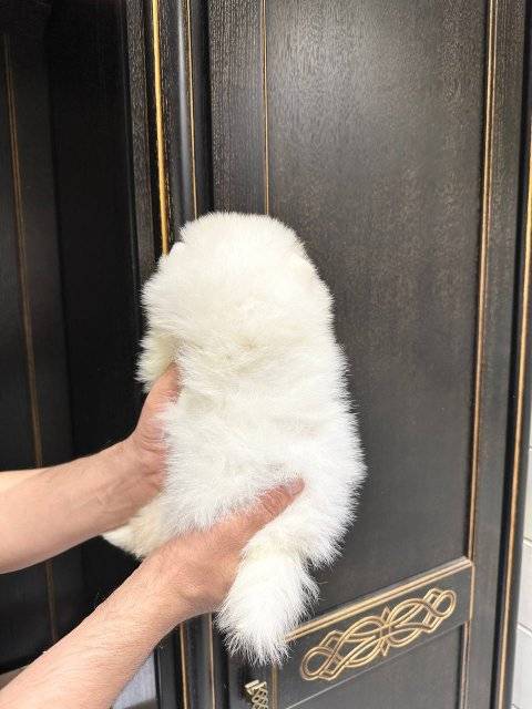Cachorros Pomerania esponjosos - foto 2