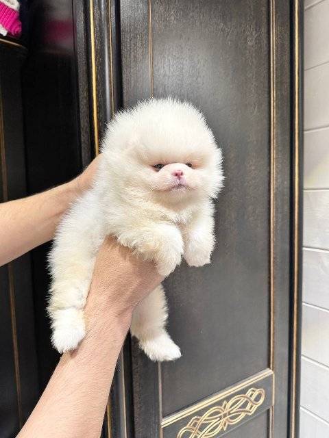 Cachorros Pomerania esponjosos - foto 3