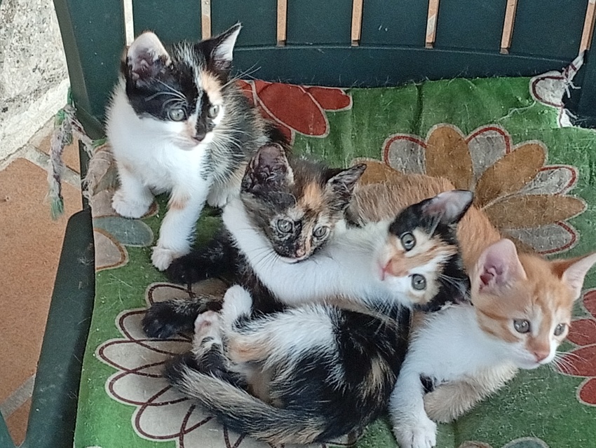 Regalo gatitos en Medina del Campo - foto 2