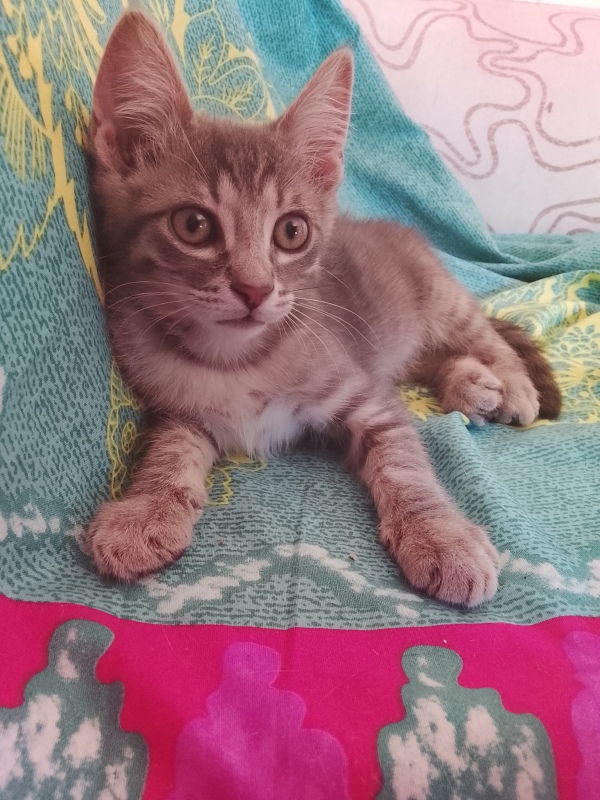Gizmo en adopción  - foto 3
