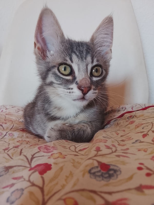 Gizmo en adopción  - foto 2