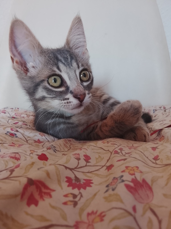 Gizmo en adopción  - foto 4