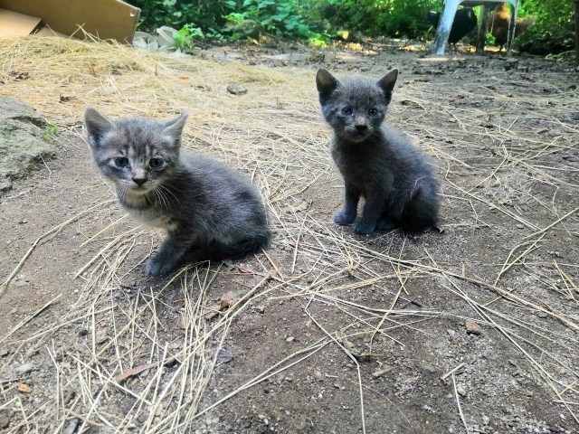 Gatitos de mes y medio en adopción  - foto 2
