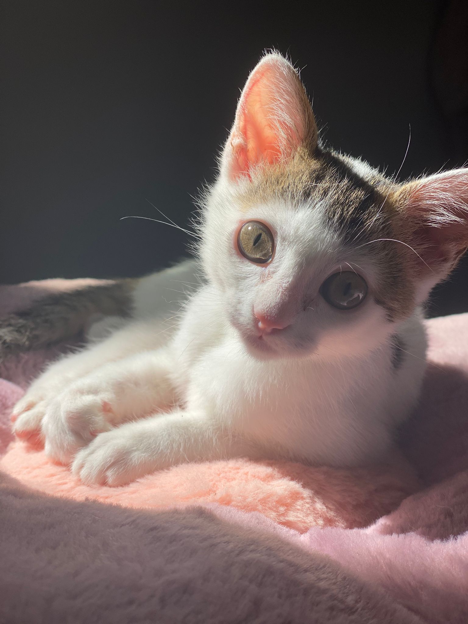 Gato de 2 meses en adopción