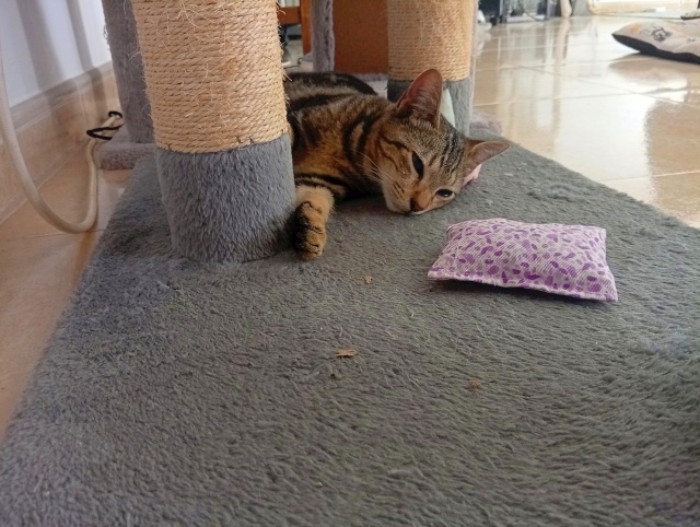 Gatitos cachorros buscan un hogar - foto 2