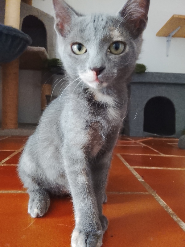 Salvia en adopción  - foto 2