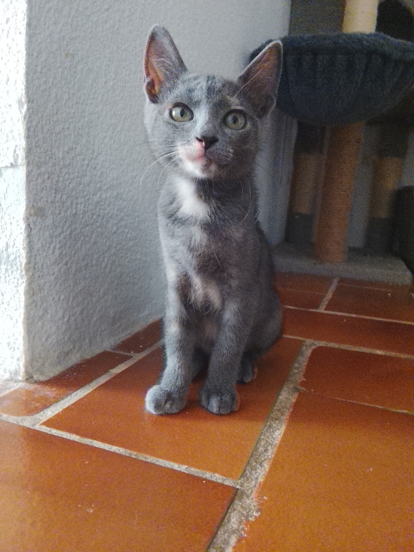 Salvia en adopción  - foto 3
