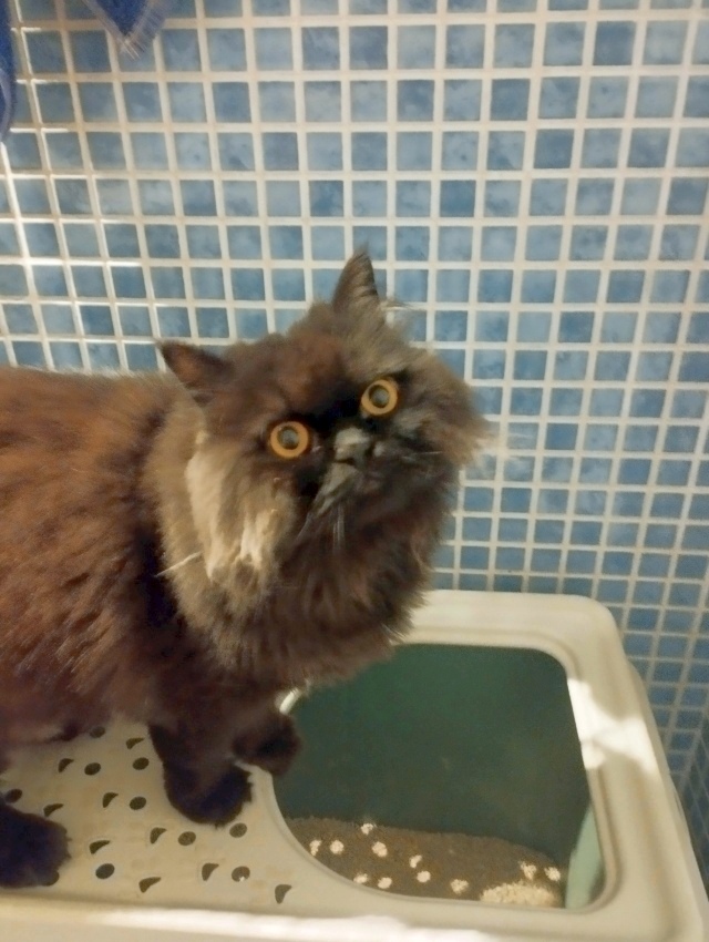Adopción Gato Persa