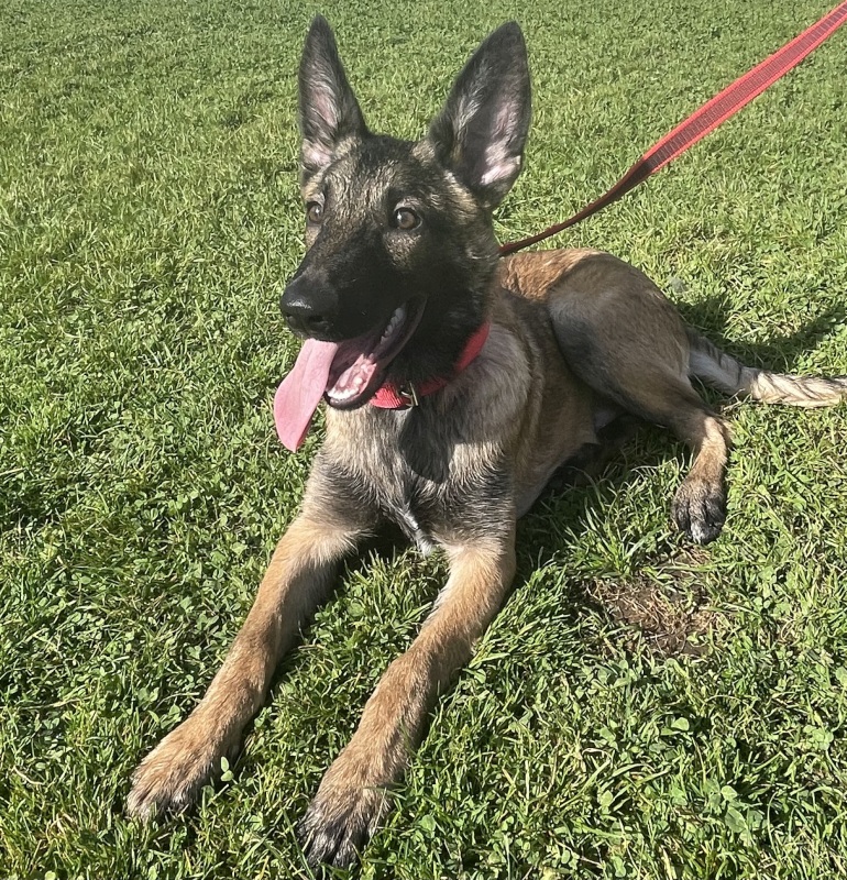 Malinois 5 meses adopcion