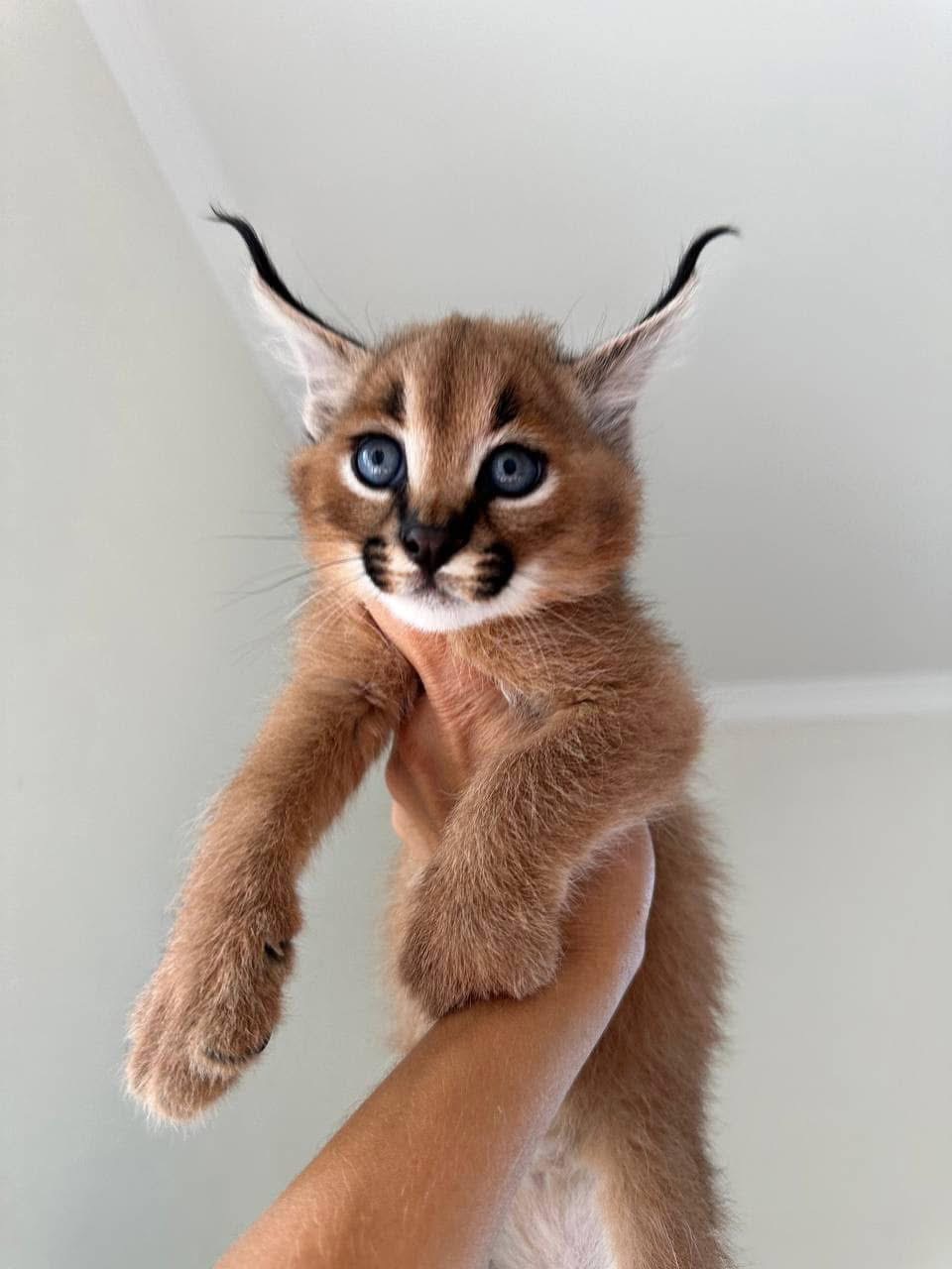 sabana con gatitos caracales - foto 3