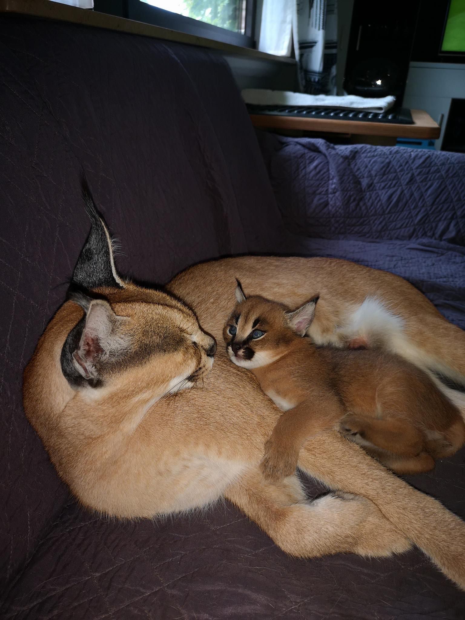 sabana con gatitos caracales - foto 4