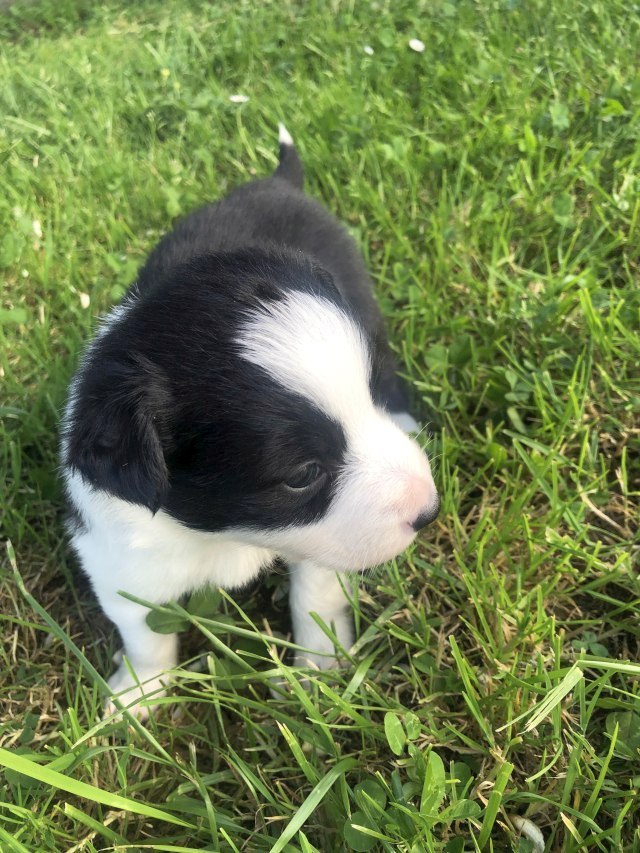 Border Collie preciosos