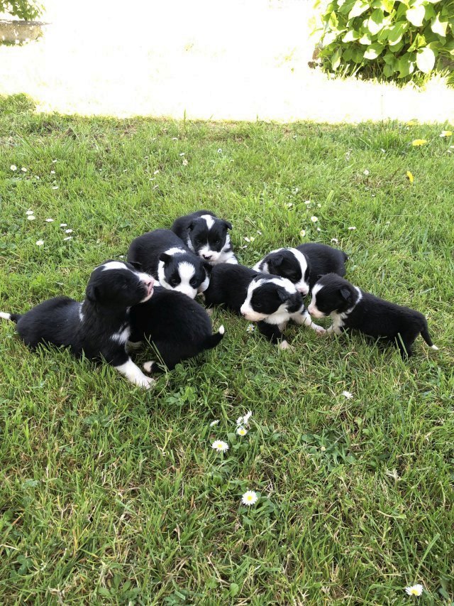 Border Collie preciosos - foto 2