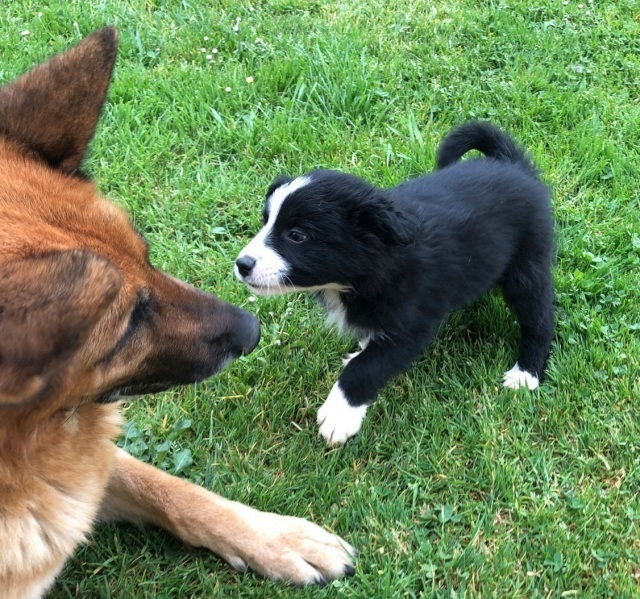 Border Collie preciosos - foto 3