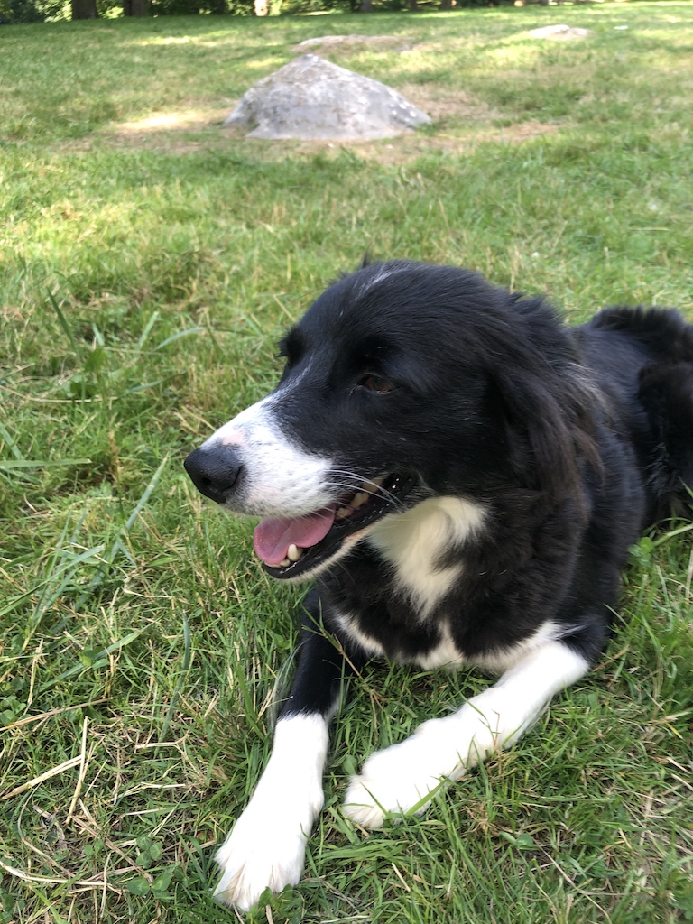Border Collie preciosos - foto 4