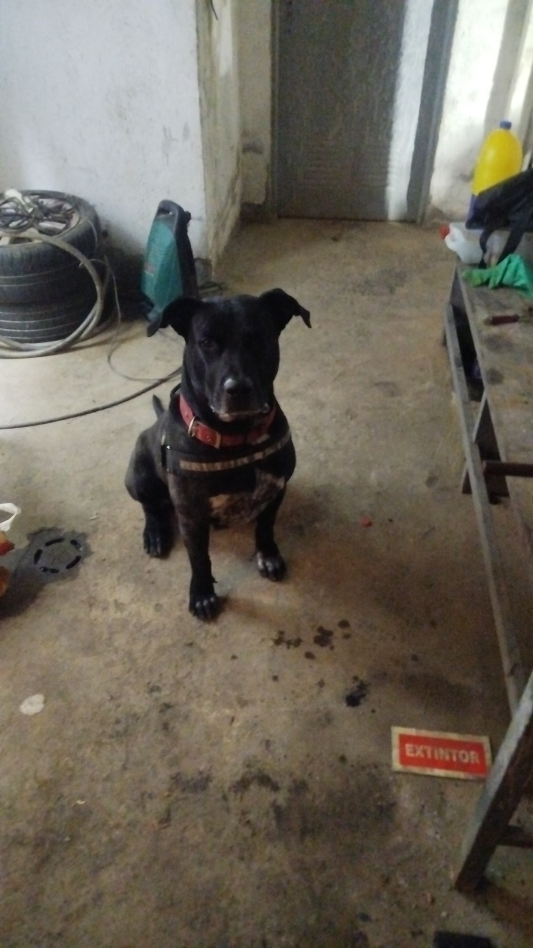 Se regala perro dogo argentino 