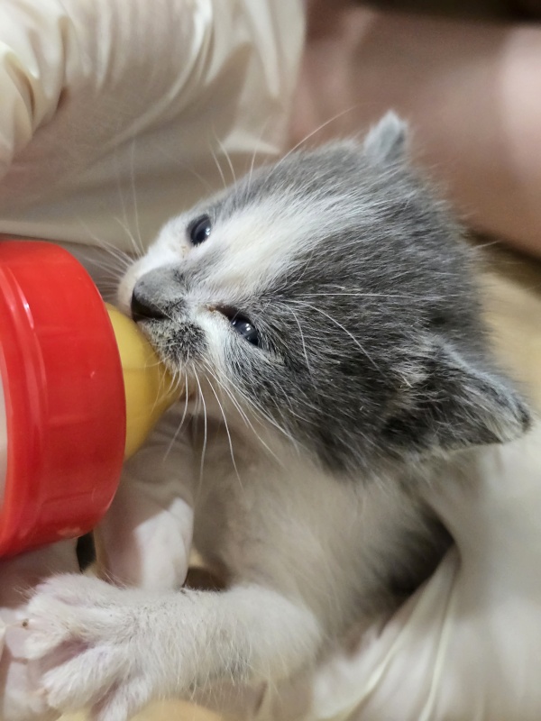Dos gatitos de unas 2 semanas - foto 4