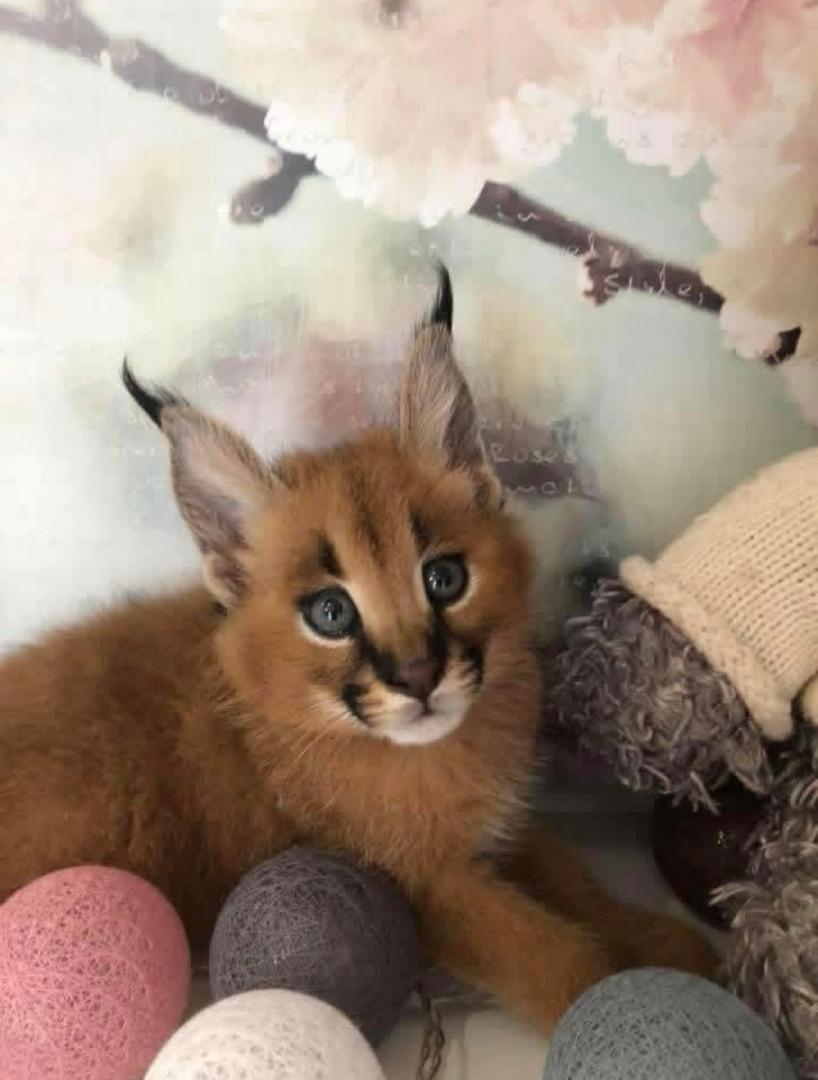   Gatitos de serval y caracal y hermosa Savannah - foto 2
