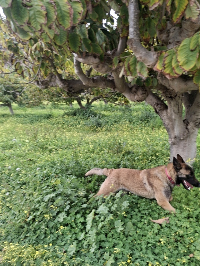 Regalo un perro 