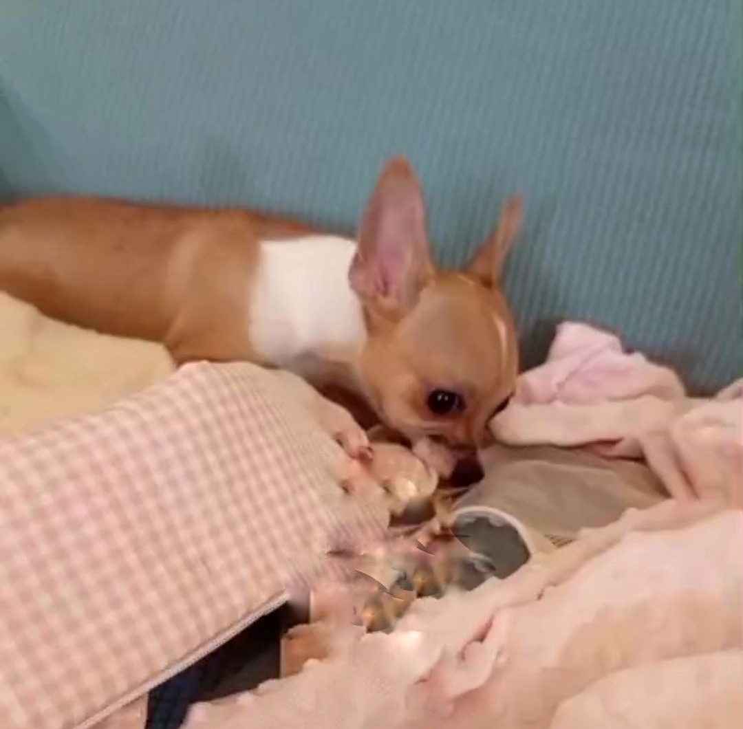 Chihuahuas machos 6 y 7 meses con todas sus vacunas - foto 4