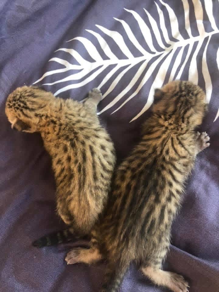   Gatitos de serval y caracal y hermosa Savannah - foto 4