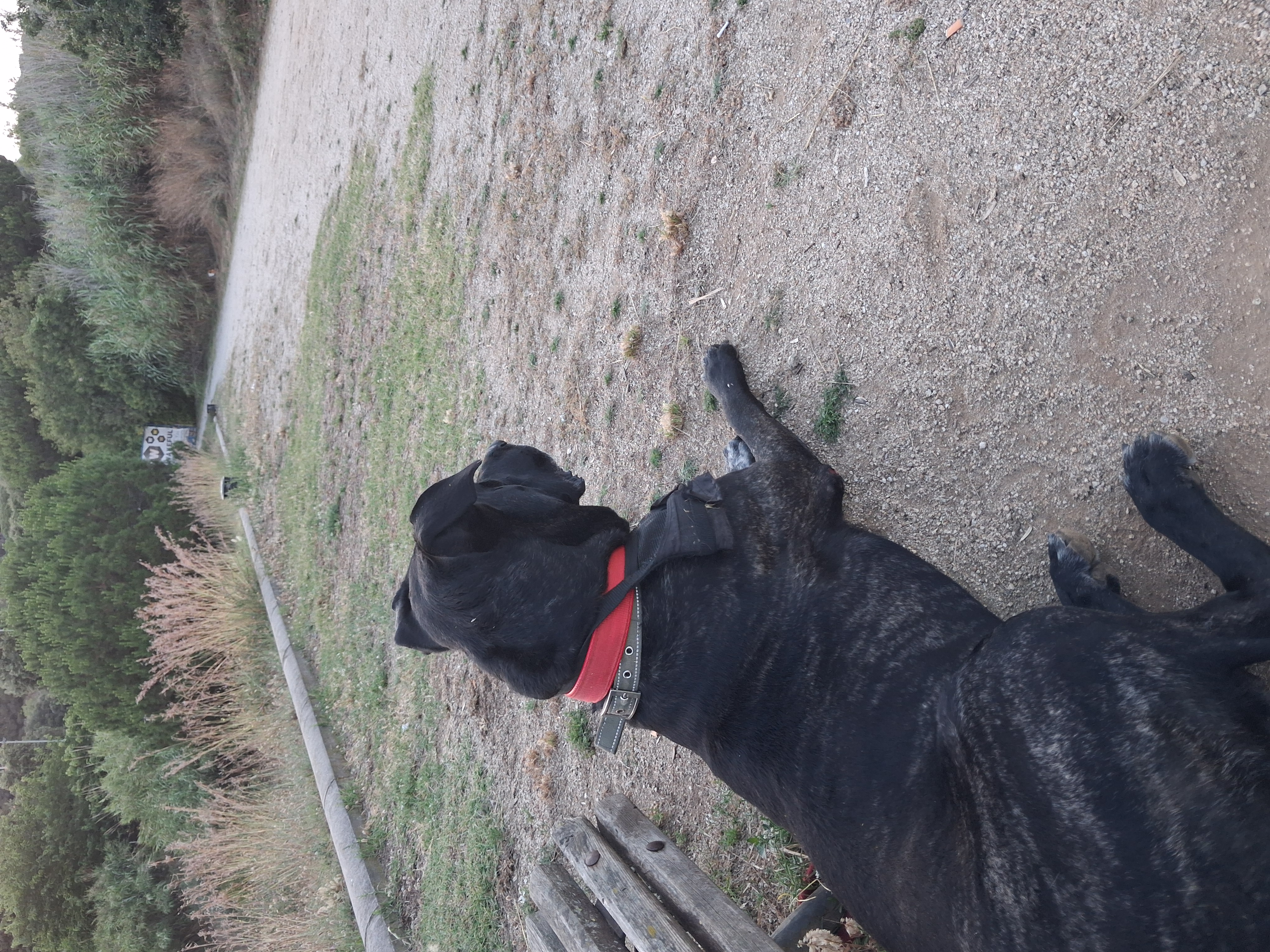 Se regala perro dogo argentino  - foto 2