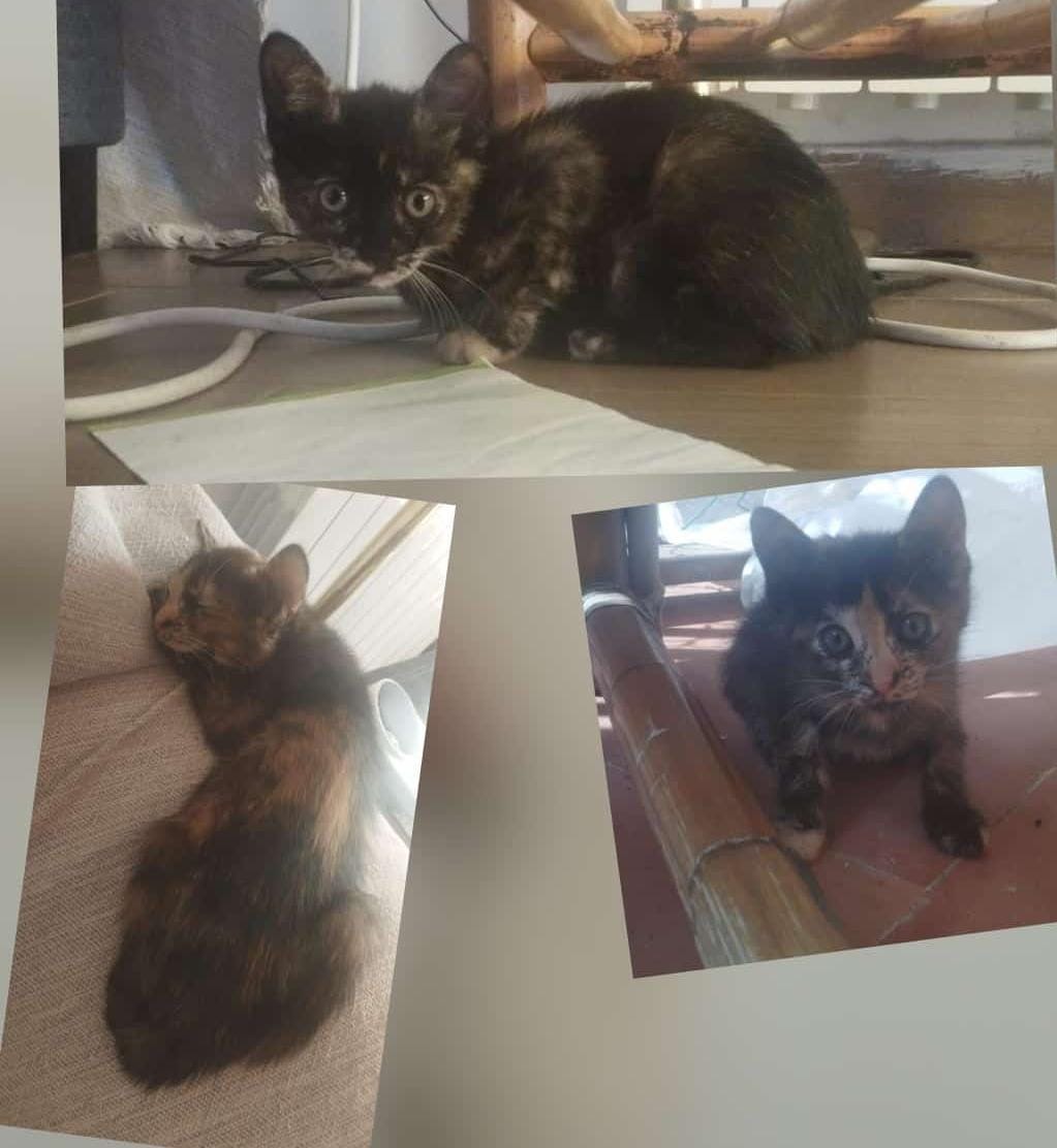 Gatos bebés y mayores en adopción 