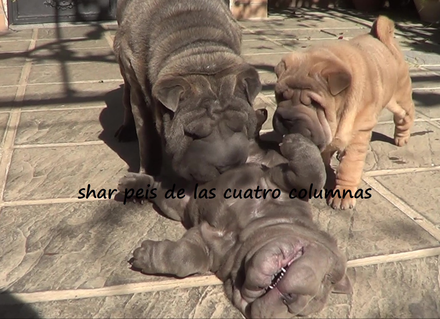 impresionantes shar peis linea americana