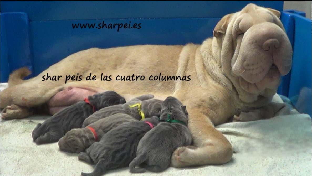 impresionantes shar peis linea americana - foto 2