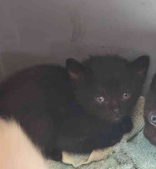 PRECIOSOS GATITOS BUSCAN FAMILY