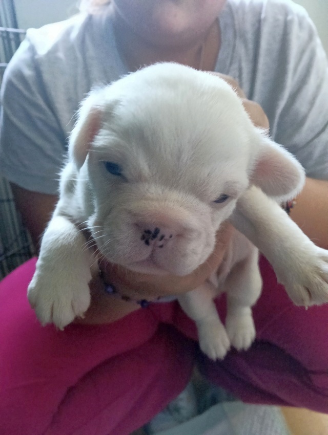 Se vende bulldog francés Se vende bulldog francés
