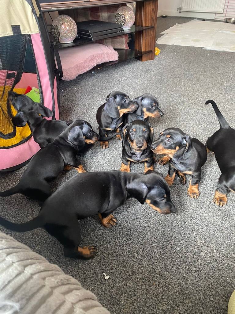 Cachorros teckel