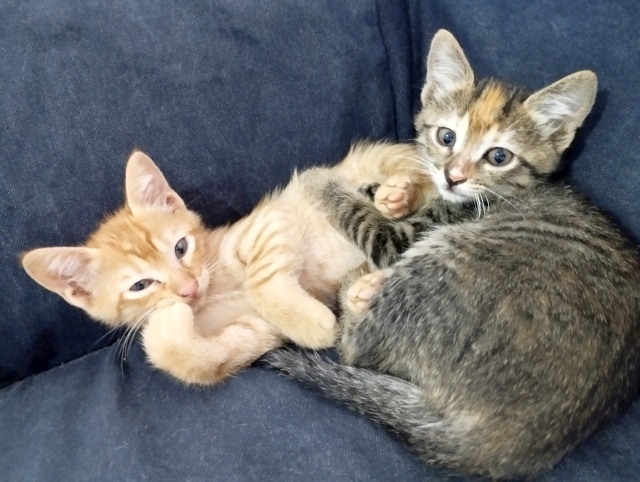 ADOPCION DE GATITOS 