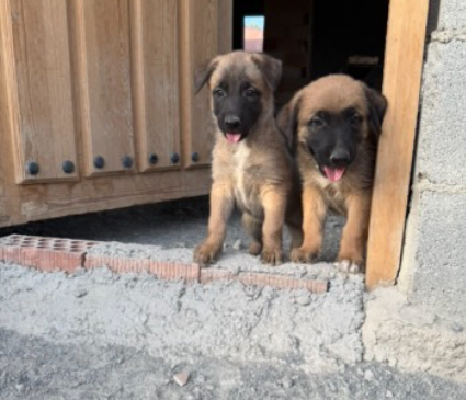 Se regalan perritos