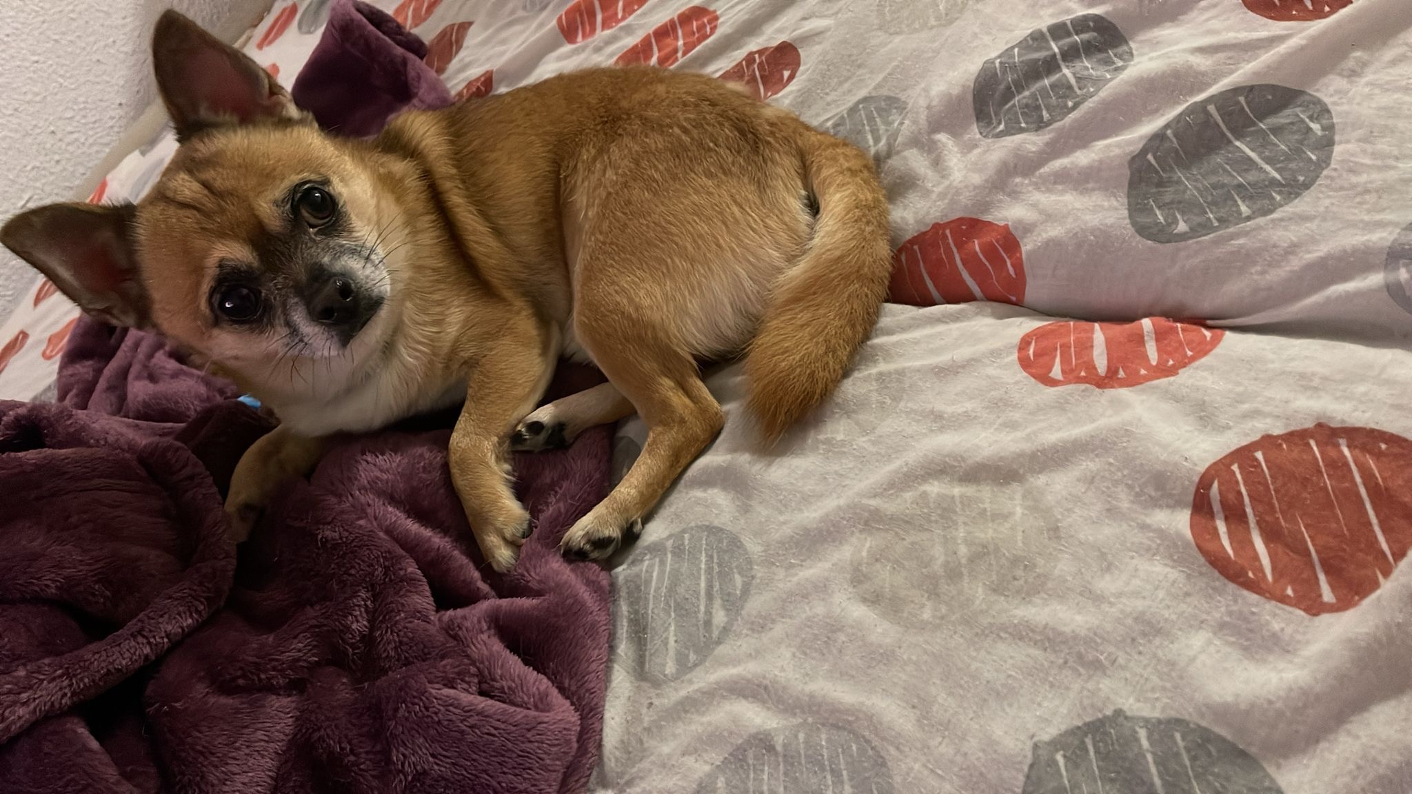 Adopción chiuahua 