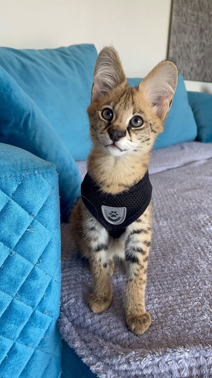   Gatitos de serval y caracal y hermosa Savannah - foto 3