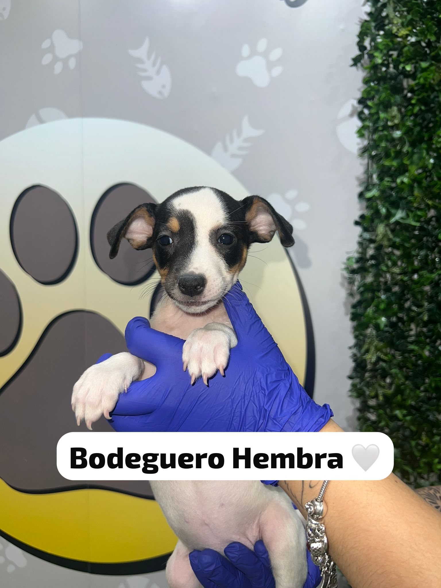 CAMADA BODEGUERO HAPPYHUELLAS CAMADA BODEGUERO HAPPYHUELLAS