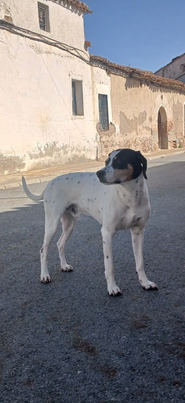 regalo - foto 2