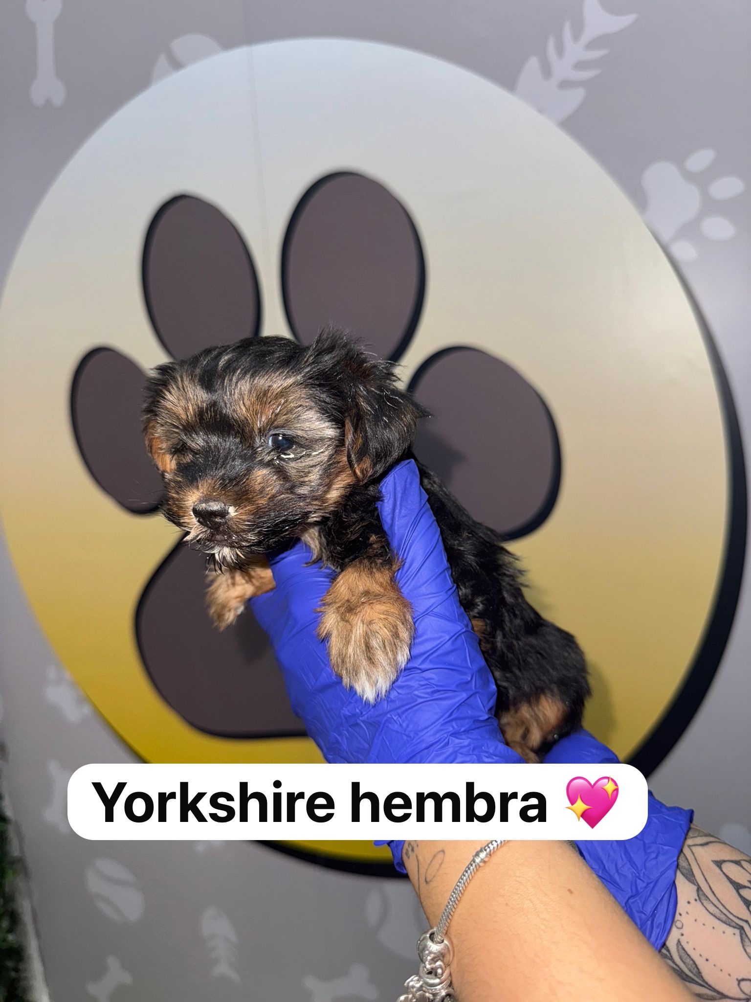 HAPPYHUELLAS CACHORRITO HAPPYHUELLAS CACHORRITO