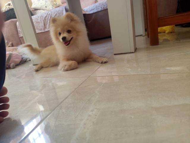 Cachorro de pomerania en adopción gratuita
