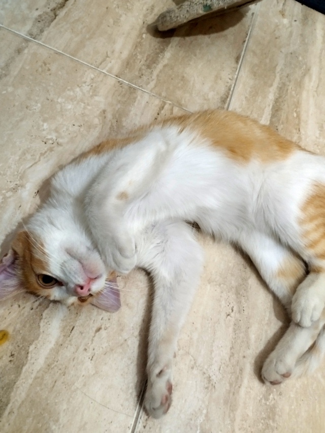 Adopción para Blanquito 