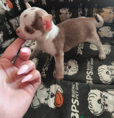 🐕Cachorro  chihuahua toy 🐕  - foto 2